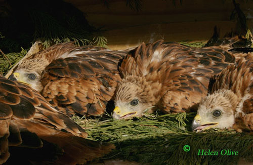 Four of the chicks in the holding pen